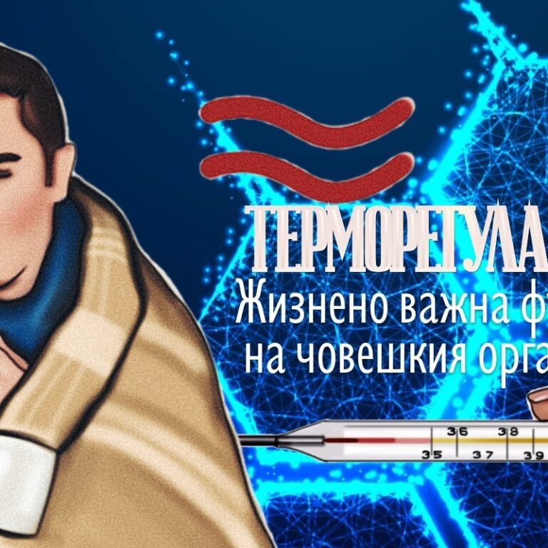 Терморегулация - Жизнено важна функция на човешкия организъм.